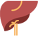 Kidney