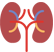 Kidney